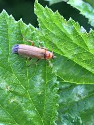 Attēlu rezultāti vaicājumam “Cantharis figurata”