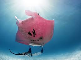 Image result for Mobula alfredi