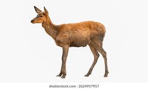 Attēlu rezultāti vaicājumam “Cervus elaphus”