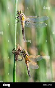 Attēlu rezultāti vaicājumam “Libellula quadrimaculata exuvia”