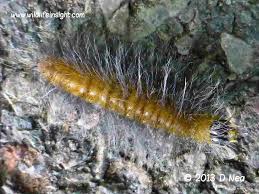 Attēlu rezultāti vaicājumam “Acronicta leporina larva”