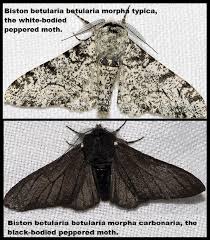 Attēlu rezultāti vaicājumam “Biston betularia”