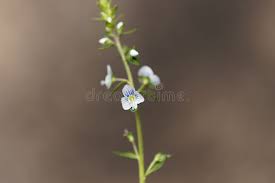Attēlu rezultāti vaicājumam “Veronica serpyllifolia bud”