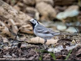 Attēlu rezultāti vaicājumam “Motacilla alba adult”