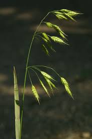 Attēlu rezultāti vaicājumam “Bromus secalinus”