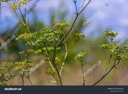 Image result for Pastinaca sativa