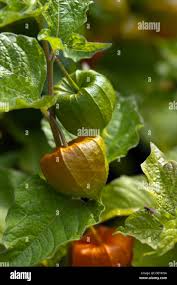 Attēlu rezultāti vaicājumam “Physalis alkekengi leaf”