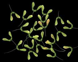 Attēlu rezultāti vaicājumam “Acer saccharinum fruit”