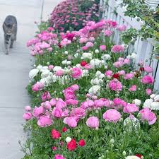 Attēlu rezultāti vaicājumam “Ranunculus mendax”