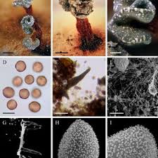 Attēlu rezultāti vaicājumam “Badhamia lilacina plasmodium”
