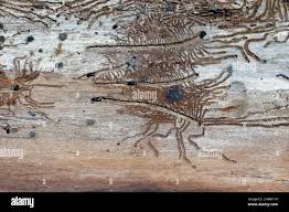 Attēlu rezultāti vaicājumam “Scolytus scolytus, Scolytus multistriatus”