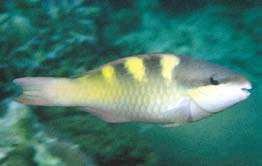 Image result for Scarus fuscopurpureus