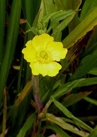 Attēlu rezultāti vaicājumam “Ranunculus lingua leaf”