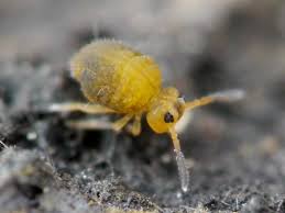 Attēlu rezultāti vaicājumam “Symphypleona”