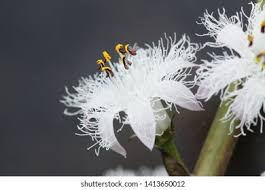 Attēlu rezultāti vaicājumam “Menyanthes trifoliata bud”