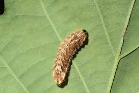 Attēlu rezultāti vaicājumam “Favonius quercus”