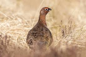 Attēlu rezultāti vaicājumam “Galliformes”
