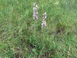 Attēlu rezultāti vaicājumam “Campanula bononiensis”