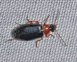 Attēlu rezultāti vaicājumam “Lebia chlorocephala”