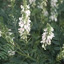 Attēlu rezultāti vaicājumam “Galega orientalis leaf”