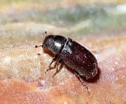 Attēlu rezultāti vaicājumam “Tomicus minor”