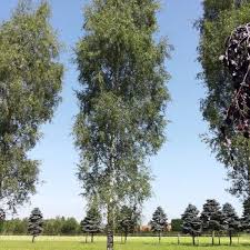 Attēlu rezultāti vaicājumam “Tilia platyphyllos Laciniata”