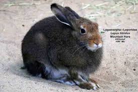 Attēlu rezultāti vaicājumam “Lepus timidus”