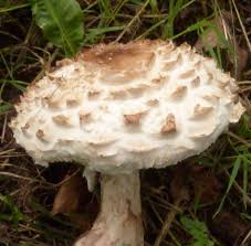 Attēlu rezultāti vaicājumam “Macrolepiota rhacodes var. bohemica”