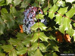 Attēlu rezultāti vaicājumam “Mahonia aquifolium leaf”