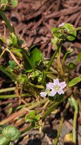 Attēlu rezultāti vaicājumam “Claytonia sibirica”