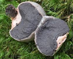 Attēlu rezultāti vaicājumam “Lycogala flavofuscum sessile”