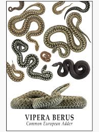 Attēlu rezultāti vaicājumam “Vipera berus”