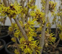 Attēlu rezultāti vaicājumam “Hamamelis mollis”