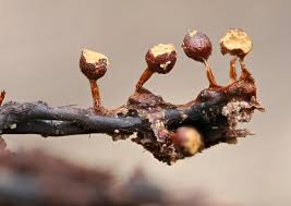 Attēlu rezultāti vaicājumam “Trichia botrytis stalked”