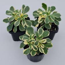 Image result for Aichryson