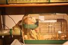 My Hamster Lucy  50  tracked with HamsterTracker