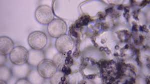 Attēlu rezultāti vaicājumam “Cribraria violacea spores”