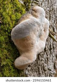 Attēlu rezultāti vaicājumam “Phellinus”