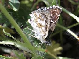 Attēlu rezultāti vaicājumam “Pyrgus serratulae”