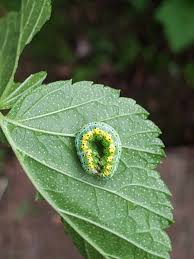 Attēlu rezultāti vaicājumam “Macaria wauaria”