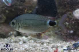 Image result for Oblada melanurus