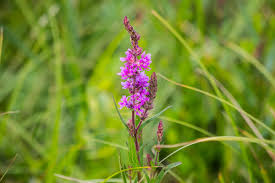 Image result for Blutweiderich