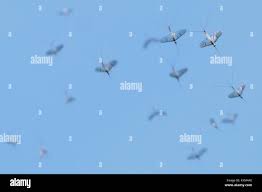 Attēlu rezultāti vaicājumam “Ephemera sp.”