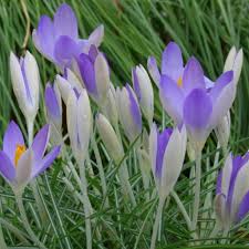 Attēlu rezultāti vaicājumam “Crocus tommasinianus”