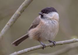 Image result for Poecile montana