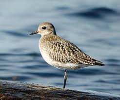 Attēlu rezultāti vaicājumam “Pluvialis squatarola adult”