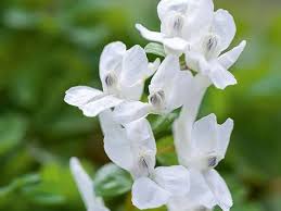 Attēlu rezultāti vaicājumam “Corydalis solida flower”