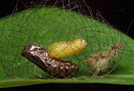 Attēlu rezultāti vaicājumam “Nymphalis xanthomelas pupa”