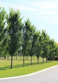 Attēlu rezultāti vaicājumam “Ulmus x hollandica”