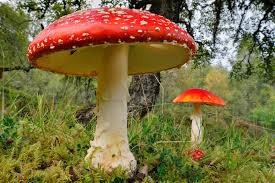 Attēlu rezultāti vaicājumam “Amanita muscaria”